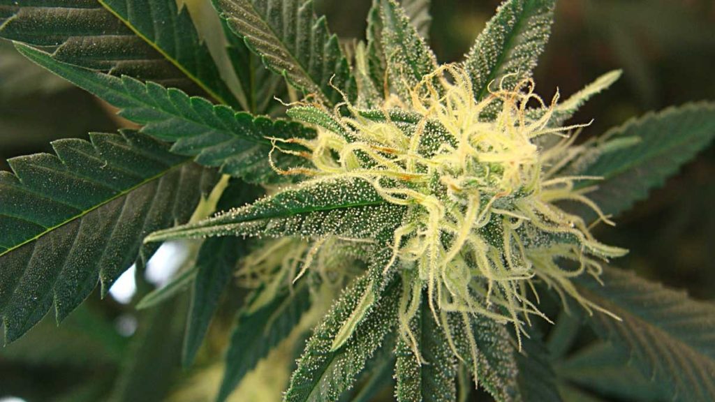 Harvest Guide for 2021 - When do Male Cannabis Plants Release Pollen