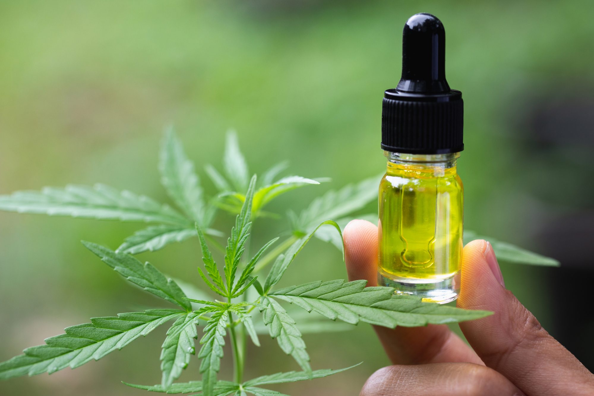 What Is Cbd Oil Made Out Of