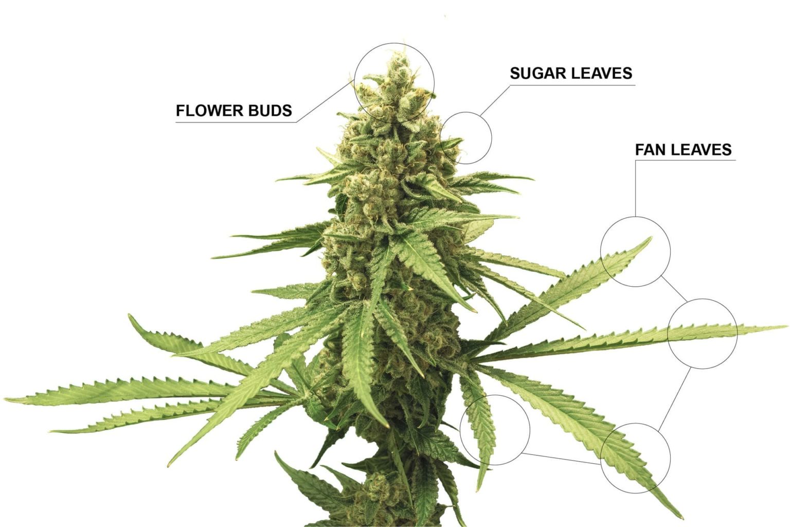 The Importance of Knowing the Cannabis Plant Anatomy - Cannabis Legale