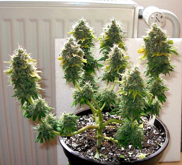 Types of HomeGrowing Cannabis Techniques Cannabis Legale