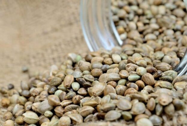 The Differences Between Hemp and Marijuana Seeds - Cannabis Legale