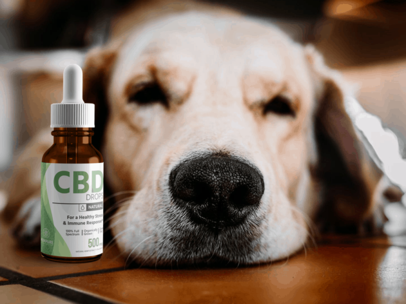 Can You Give CBD To Your Dog? - Cannabis Legale